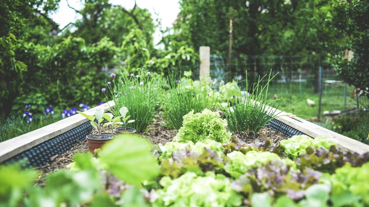 Moestuin beginnen: zo start je