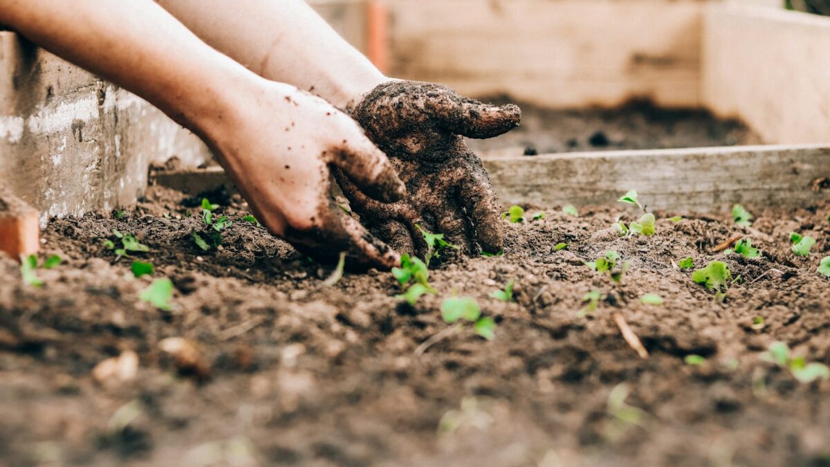 Zaaikalender moestuin: wat zaai je wanneer?