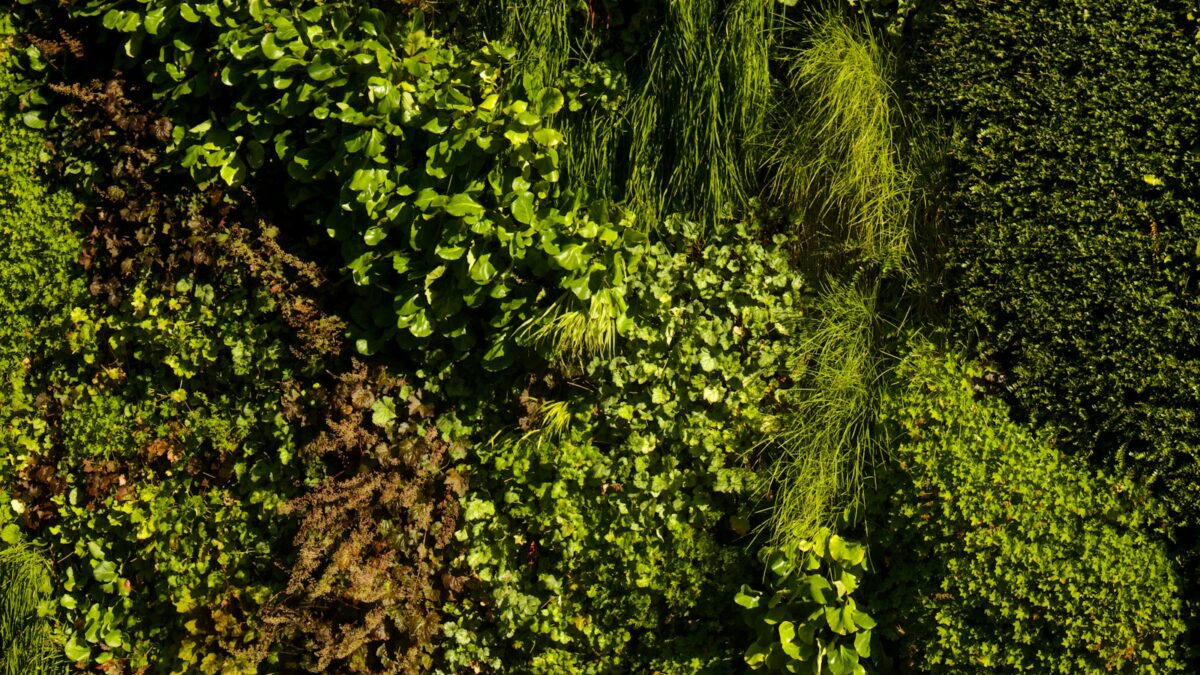 Verticale moestuin: zo creëer je er een